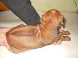 Собаки, щенята Родезійського ріджбек, ціна 2000 Грн., Фото