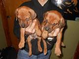 Собаки, щенята Родезійського ріджбек, ціна 2000 Грн., Фото