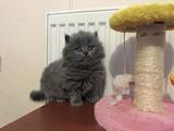 Кошки, котята Хайленд Фолд, цена 2600 Грн., Фото