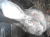 Грызуны Кролики, цена 1200 Грн., Фото