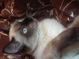 Кошки, котята Невская маскарадная, Фото