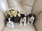 Собаки, щенки Йоркширский терьер, цена 10000 Грн., Фото