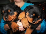 Собаки, щенята Ротвейлер, ціна 14000 Грн., Фото