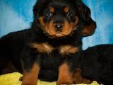Собаки, щенята Ротвейлер, ціна 14000 Грн., Фото