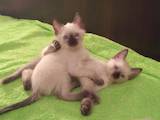 Кішки, кошенята Тайська, ціна 1000 Грн., Фото