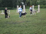 Собаки, щенята Заняття, тренування, ціна 60 Грн., Фото