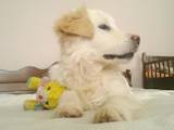 Собаки, щенята Золотистий ретрівер, ціна 3000 Грн., Фото