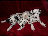 Собаки, щенята Далматин, ціна 2450 Грн., Фото