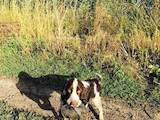 Собаки, щенята Англійська Спрінгер спаніель, Фото