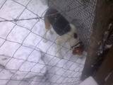 Собаки, щенята Російський хорт, ціна 3000 Грн., Фото