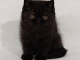Кошки, котята Экзотическая короткошерстная, цена 4000 Грн., Фото