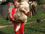 Собаки, щенята Московська сторожова, ціна 5000 Грн., Фото