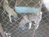 Собаки, щенята Західно-Сибірська лайка, ціна 100 Грн., Фото
