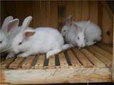 Тваринництво,  Сільгосп тварини Кролики, Нутрії, ціна 110 Грн., Фото