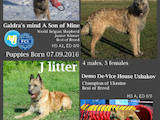 Собаки, щенки Бельгийская овчарка (Малинуа), цена 17500 Грн., Фото