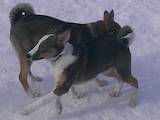 Собаки, щенята Західно-Сибірська лайка, ціна 2500 Грн., Фото