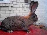 Грызуны Кролики, цена 500 Грн., Фото