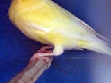 Попугаи и птицы Канарейки, цена 500 Грн., Фото