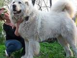 Собаки, щенята Кавказька вівчарка, ціна 16000 Грн., Фото