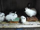 Гризуни Кролики, ціна 200 Грн., Фото