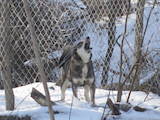 Собаки, щенята Західно-Сибірська лайка, ціна 4200 Грн., Фото