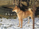 Собаки, щенята Західно-Сибірська лайка, ціна 4200 Грн., Фото