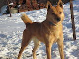 Собаки, щенки Западно-Сибирская лайка, цена 4200 Грн., Фото
