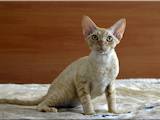 Кішки, кошенята Девон-рекс, ціна 5000 Грн., Фото