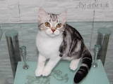 Кошки, котята Шотландская короткошерстная, цена 5000 Грн., Фото