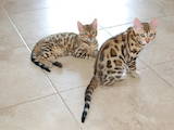 Кішки, кошенята Бенгальськая, ціна 4000 Грн., Фото