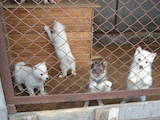 Собаки, щенки Западно-Сибирская лайка, цена 2300 Грн., Фото