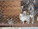 Собаки, щенята Західно-Сибірська лайка, ціна 2300 Грн., Фото