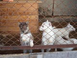 Собаки, щенки Западно-Сибирская лайка, цена 2300 Грн., Фото