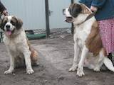 Собаки, щенята Сенбернар, ціна 3500 Грн., Фото
