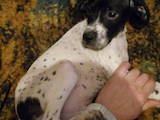 Собаки, щенята Англійський пойнтер, ціна 1500 Грн., Фото
