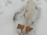 Собаки, щенята Англійський пойнтер, ціна 1500 Грн., Фото