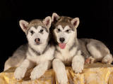 Собаки, щенята Аляска маламут, ціна 7500 Грн., Фото