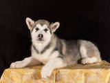 Собаки, щенки Аляскинский маламут, цена 7500 Грн., Фото