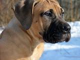 Собаки, щенята Південноафриканський Бурбуль, ціна 10000 Грн., Фото