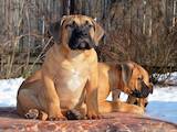 Собаки, щенки Южноафриканский бурбуль, цена 10000 Грн., Фото