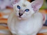Кошки, котята Сиамская, цена 6000 Грн., Фото