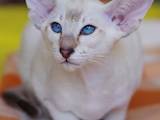 Кошки, котята Сиамская, цена 6000 Грн., Фото
