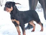 Собаки, щенята Ротвейлер, ціна 8000 Грн., Фото