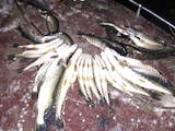 Рибне господарство Риба жива, мальки, ціна 4100000 Грн., Фото