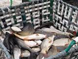 Рибне господарство Риба жива, мальки, ціна 4100000 Грн., Фото