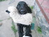 Собаки, щенята Англійський коккер, ціна 700 Грн., Фото