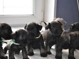 Собаки, щенки Цвергшнауцер, цена 4000 Грн., Фото