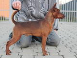 Собаки, щенята Карликовий пінчер, ціна 2200 Грн., Фото