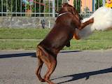 Собаки, щенята Карликовий пінчер, ціна 2200 Грн., Фото