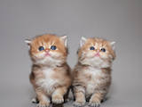 Кішки, кошенята Британська довгошерста, ціна 12500 Грн., Фото